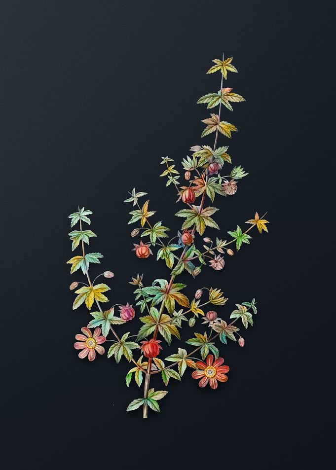 Madder Leaved Bauera
