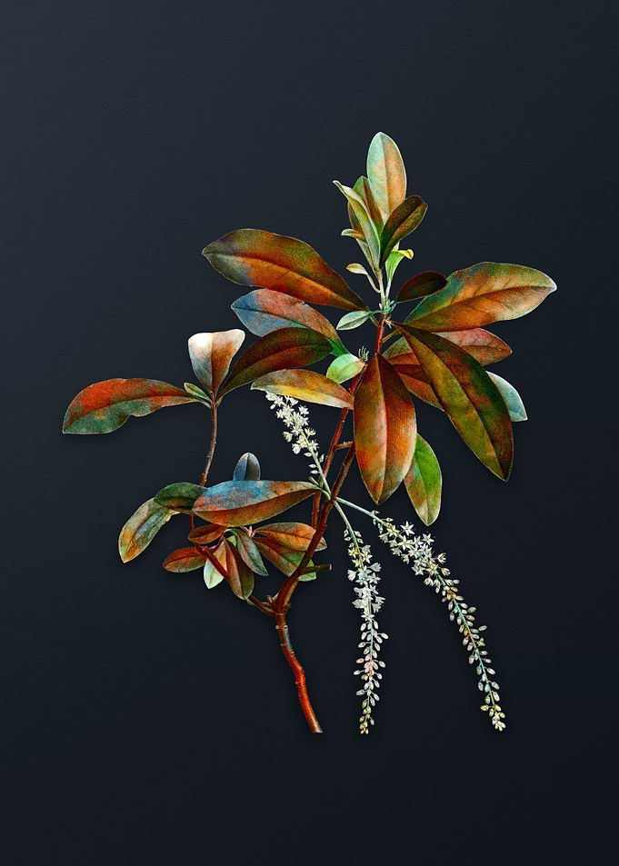Vintage Swamp Titi Leaves