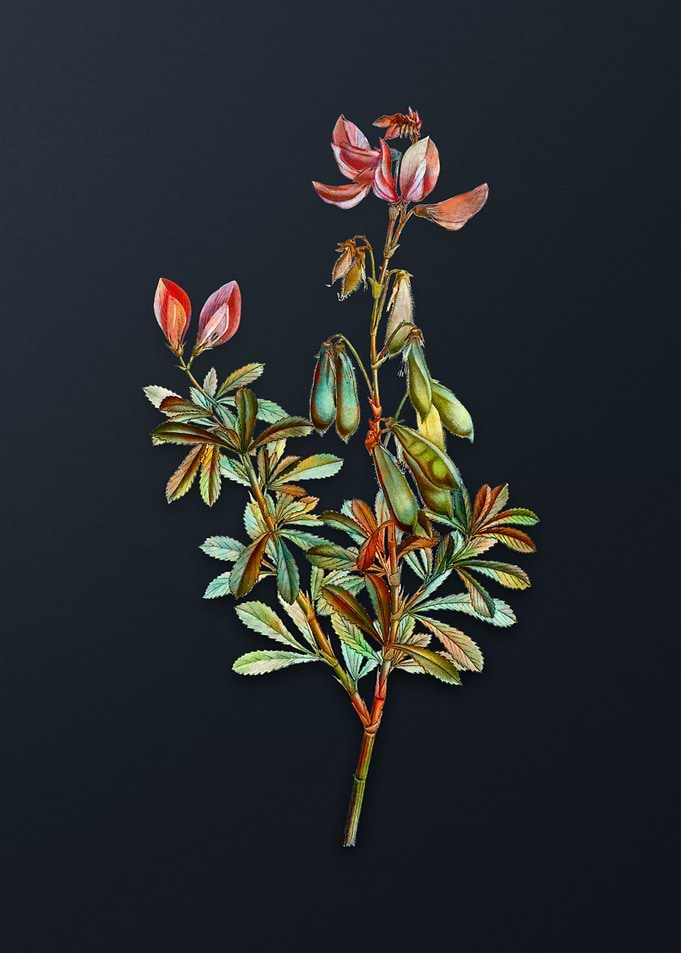 Vintage Restharrows Flower