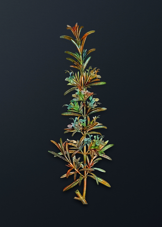 Vintage Rosemary Flower