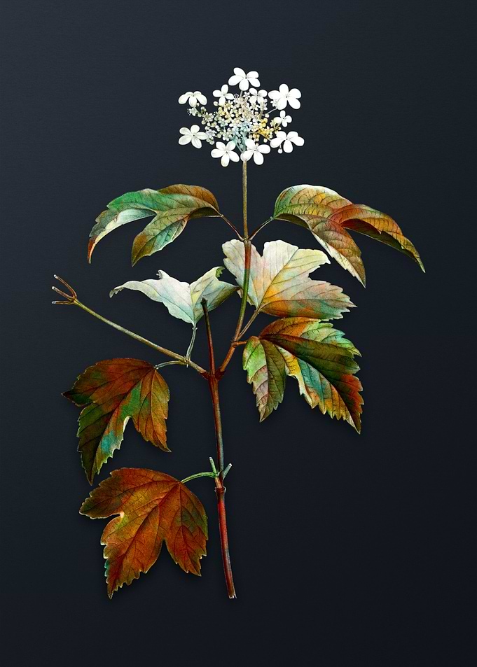 Vintage Guelder Rose