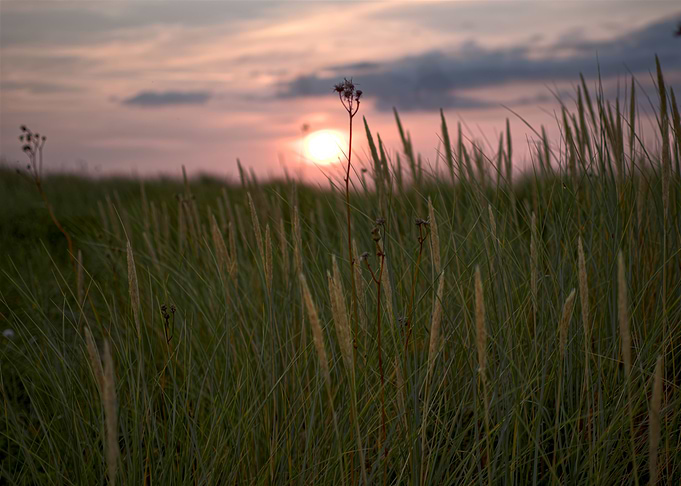 Unsharp Sunset Meadow