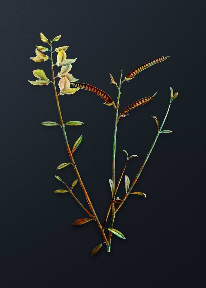 Vintage Spanish Broom