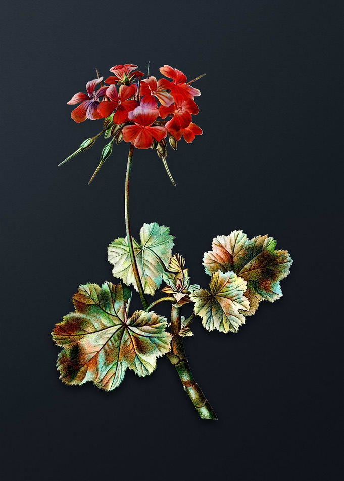 Vintage Scarlet Geranium