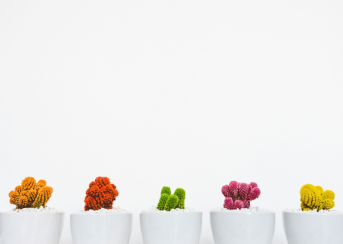 colorful cacti