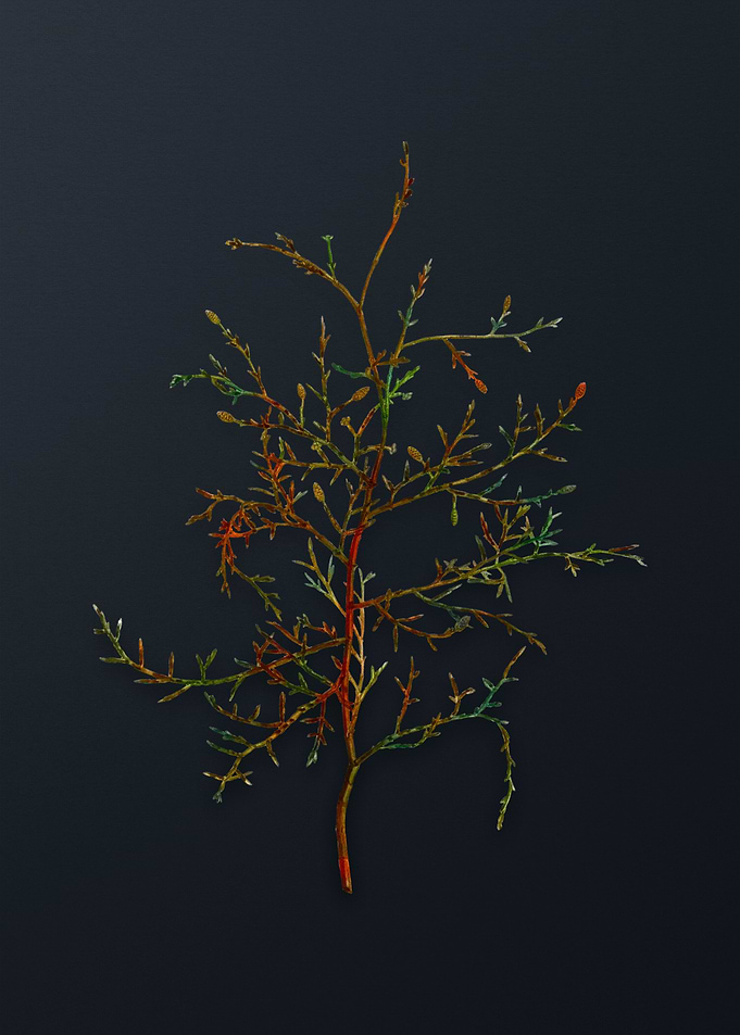 Vintage Sictus Tree Flower