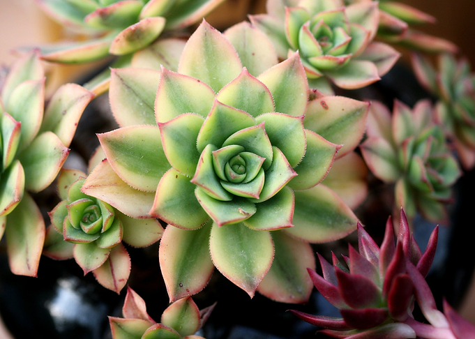 Cactus leaf