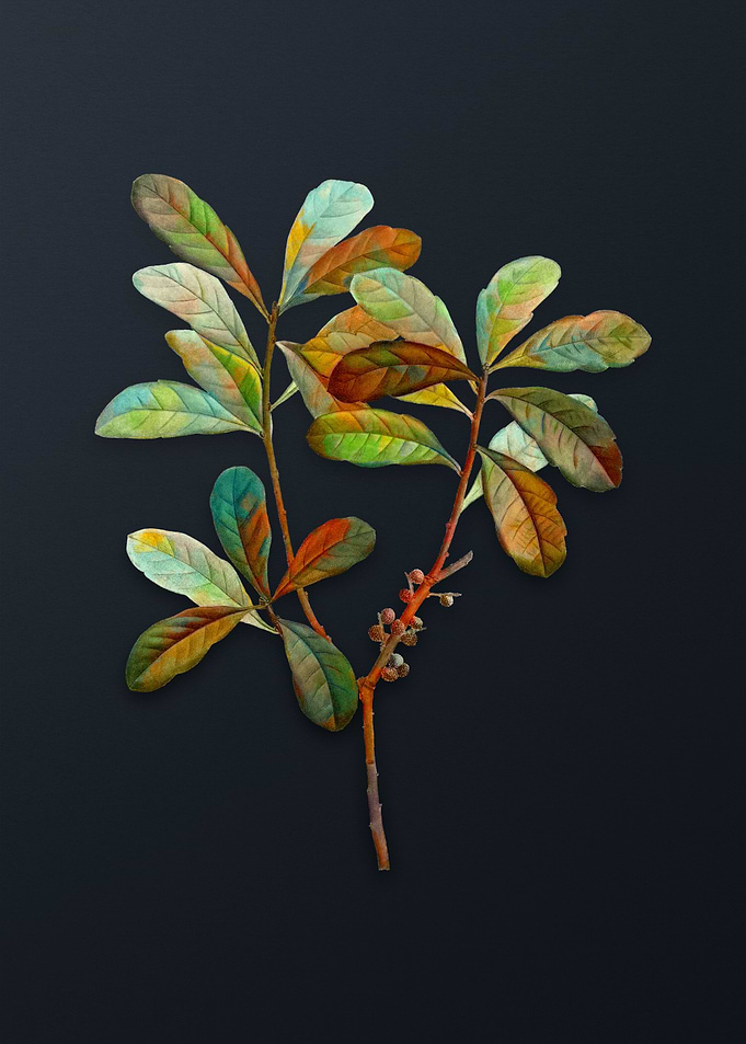 Vintage Northern Bayberry