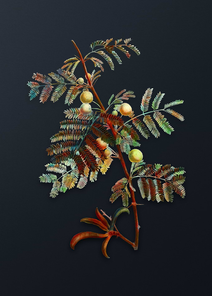 Vintage Sweetcacia Flower
