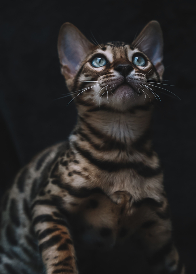 Cat Cats Feline Kitty