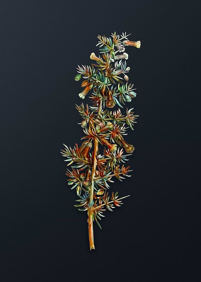 Vintage Kraal Honey Thorn