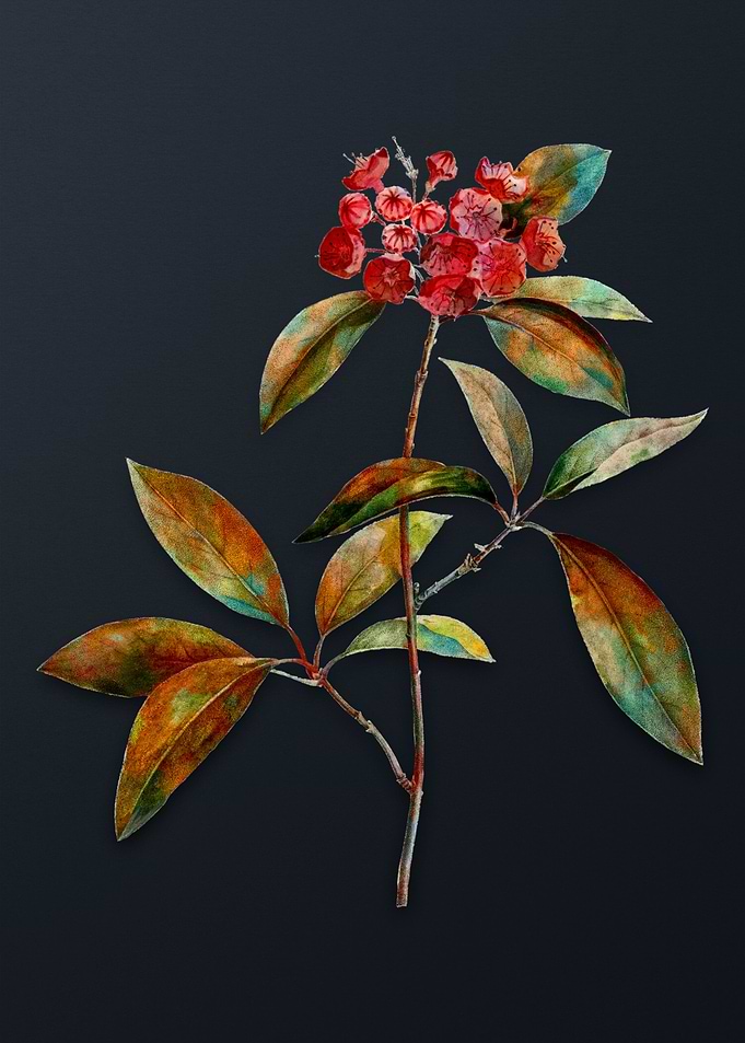 Mountain Laurel Branch