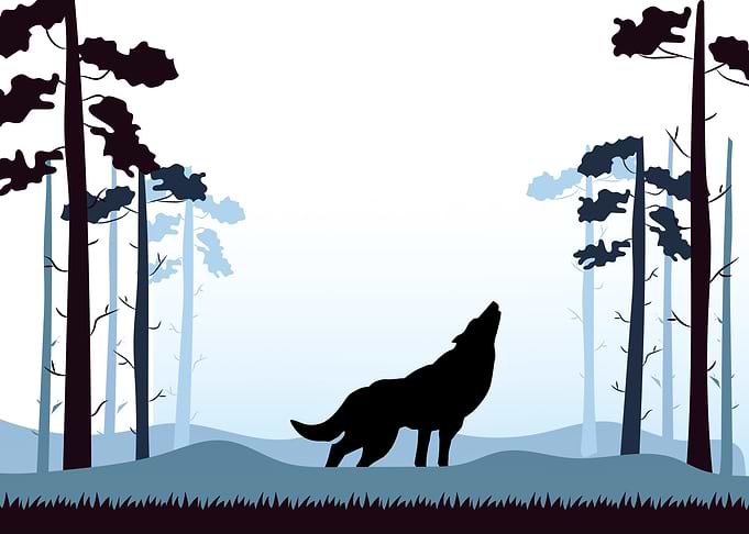Wolf Cute Animal