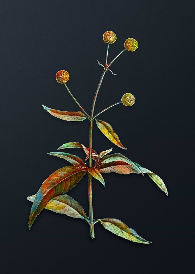 Vintage Orange Ball Tree