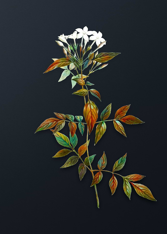 Jasmin Officinale Flower