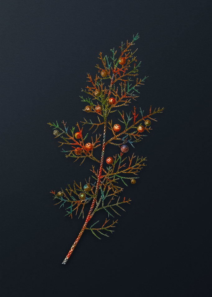 Vintage Phoenicean Juniper