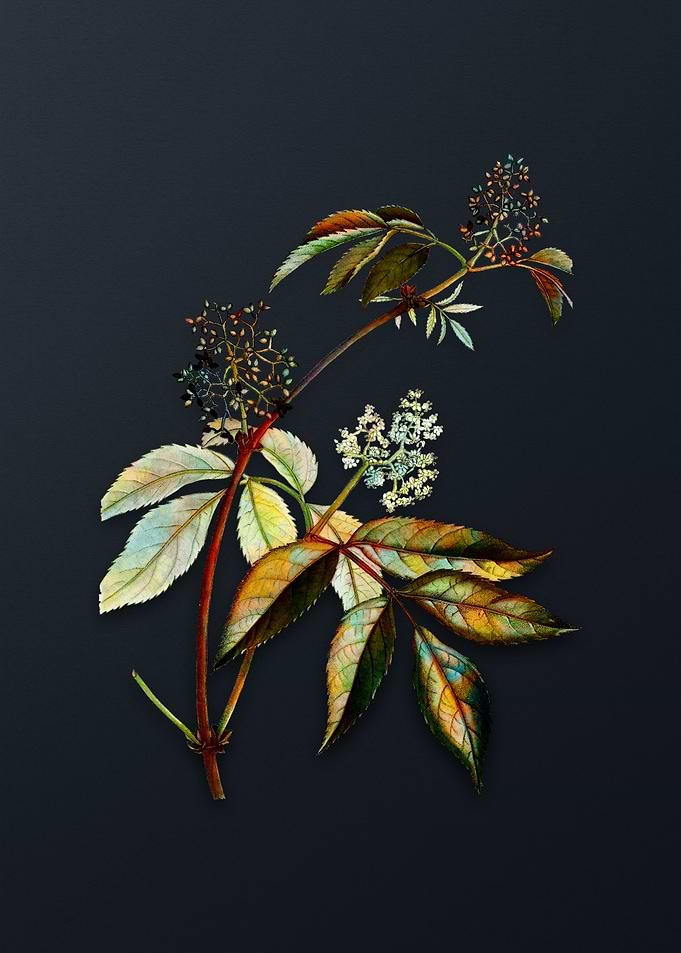 Vintage Red Elderberry