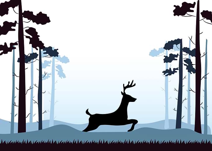 Deer Cute Animal