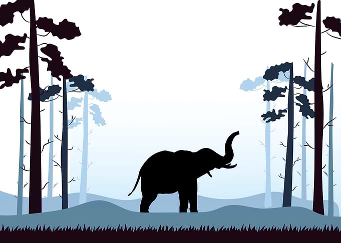 Elephant Cute Animal