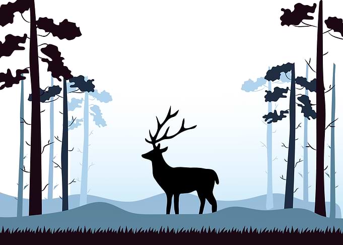 Deer Cute Animal