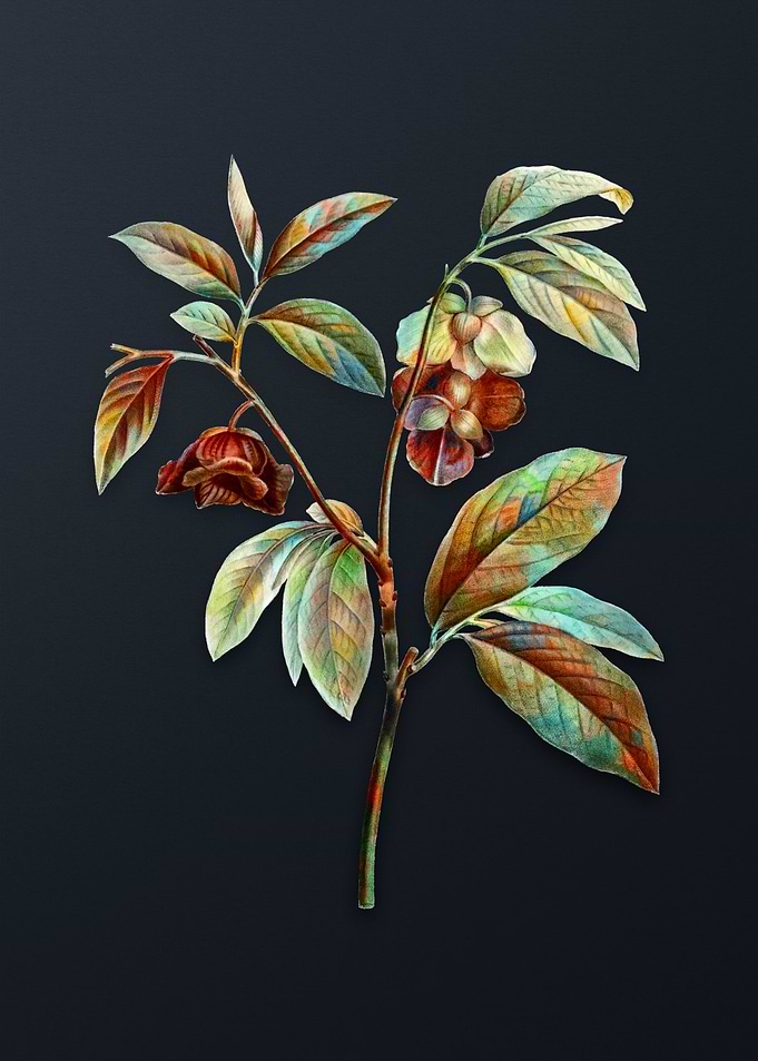 Vintage Papaw Tree Branch