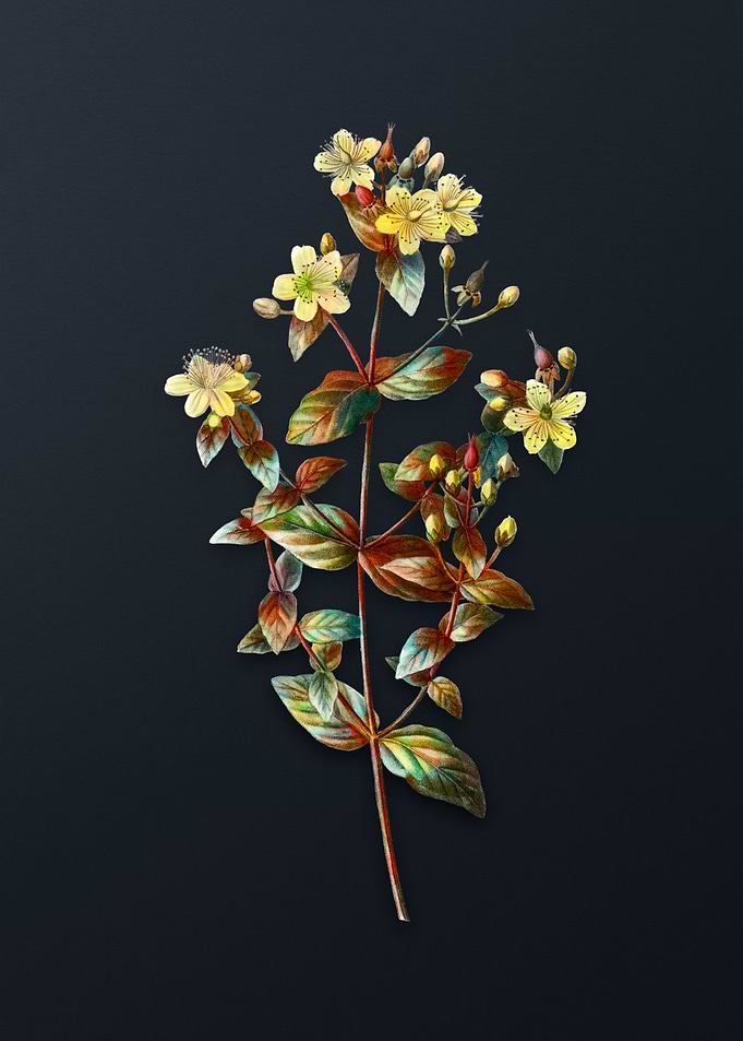 Vintage Stinking Tutsan