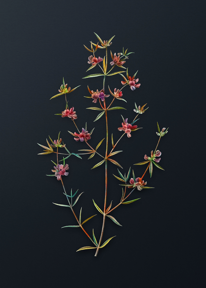 Heath Mirbelia Branch
