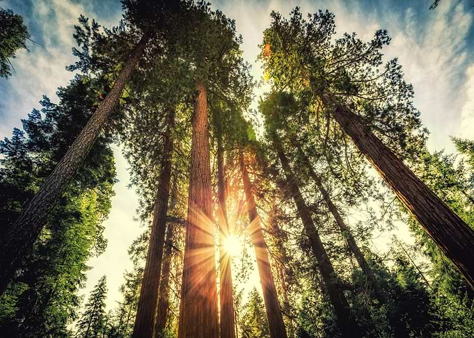 Nature Sequois Park Forest