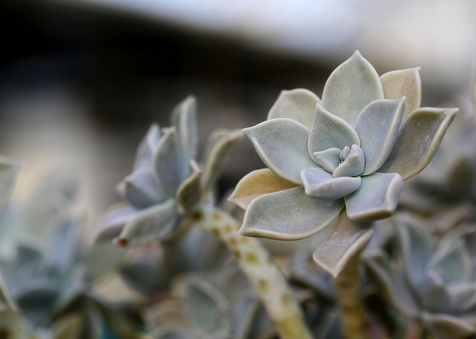 Cacti leaf