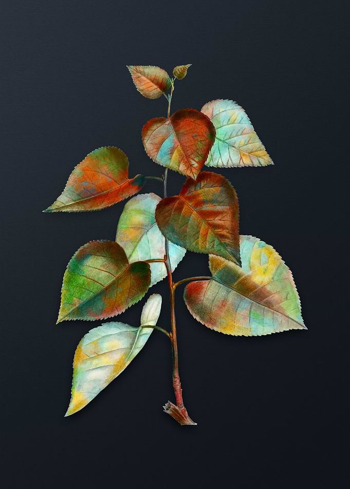 Vintage Quakingspen Flower