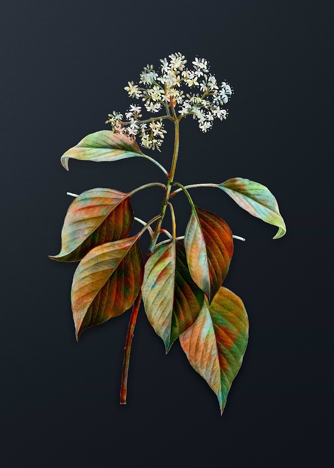 Vintage Pagoda Dogwood