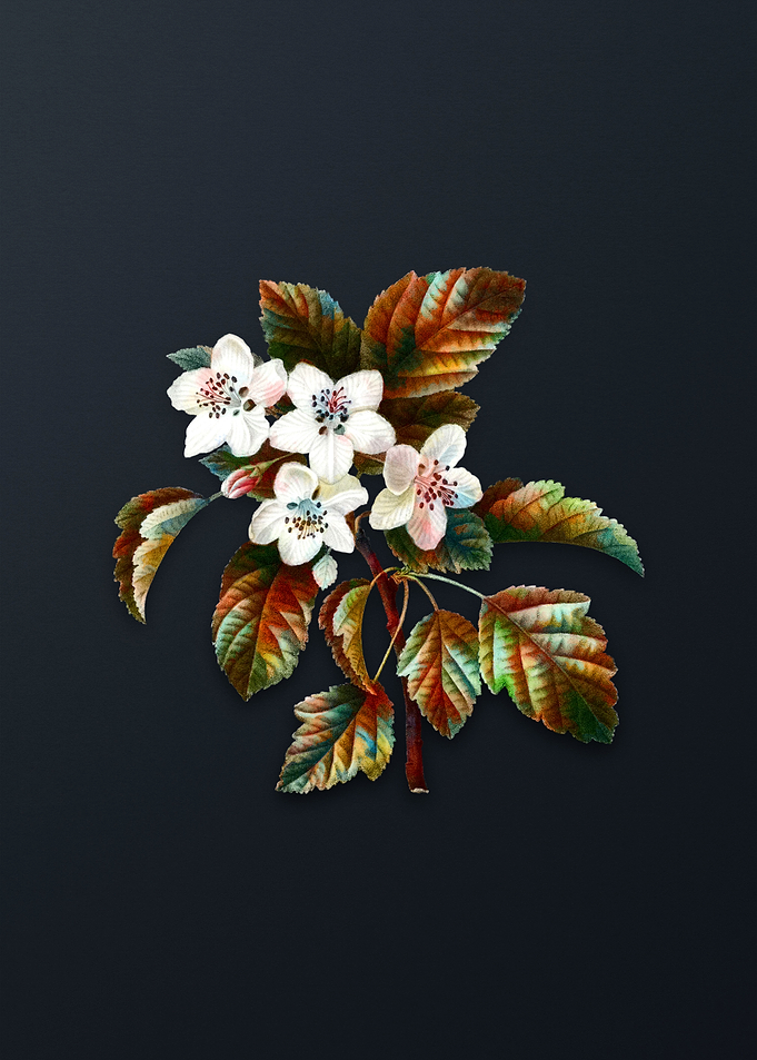 Vintage Sweet Crabapple