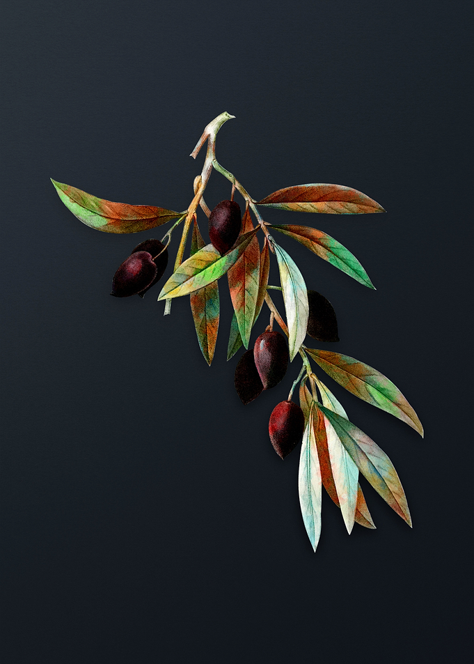 Vintage Olive Tree Branch