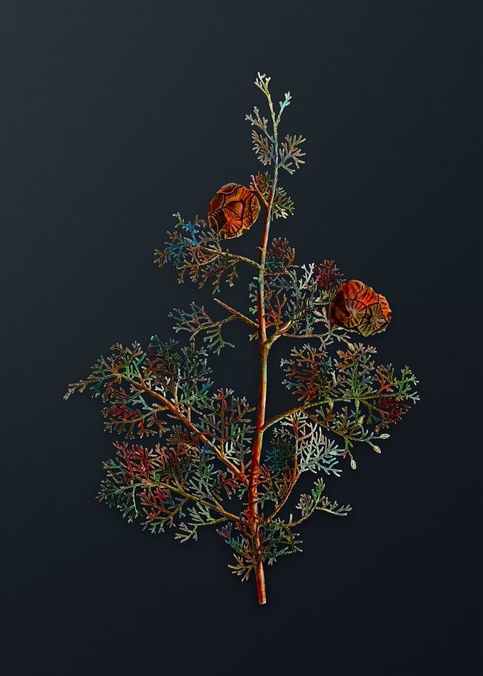 Mediterranean Cypress