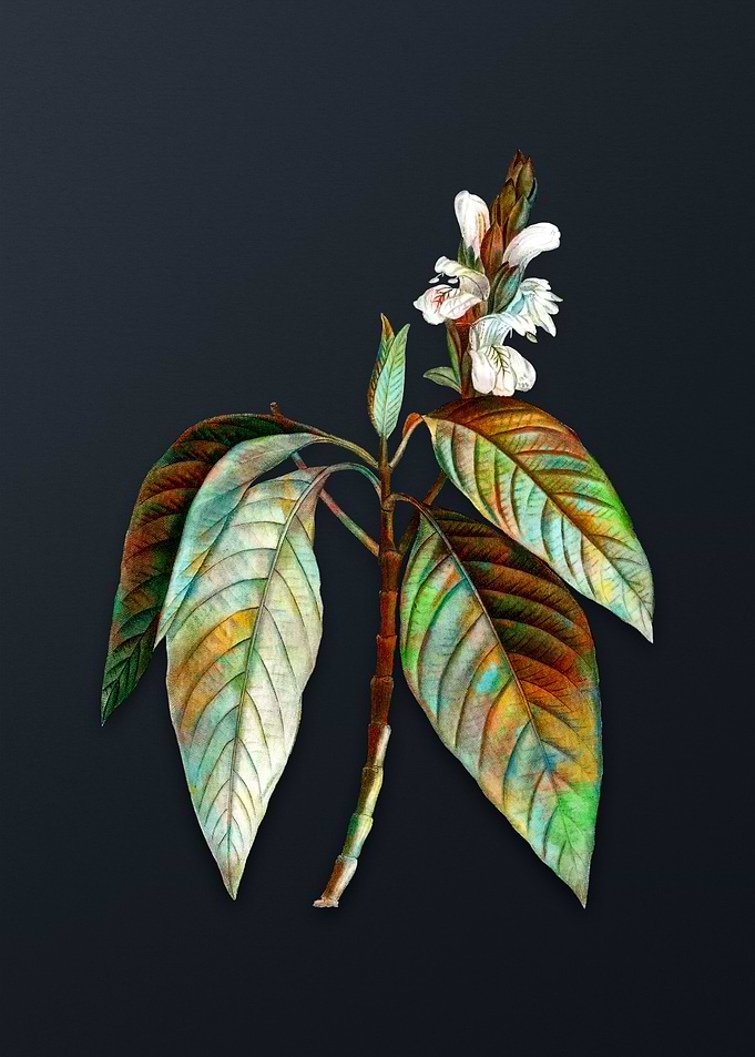 Vintage Malabar Nut Flower