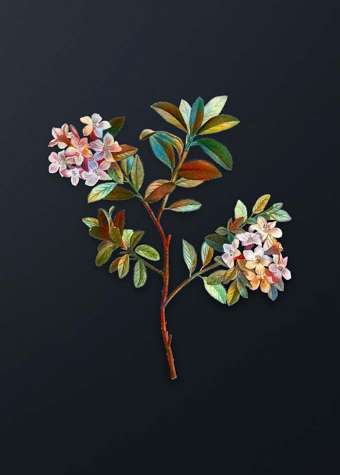 Vintage Hairy Alpenrose