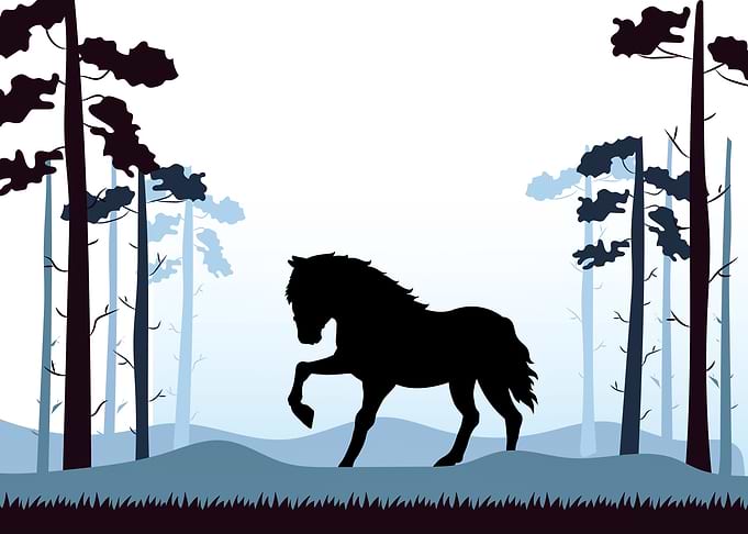 Horse Cute Animal