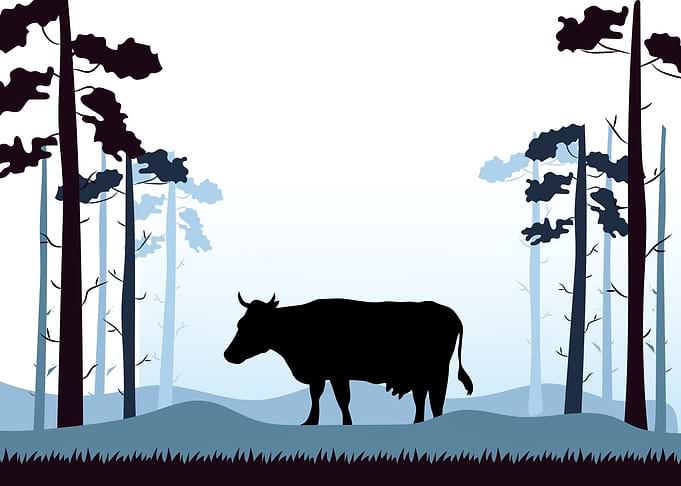 Cows Cute Animal