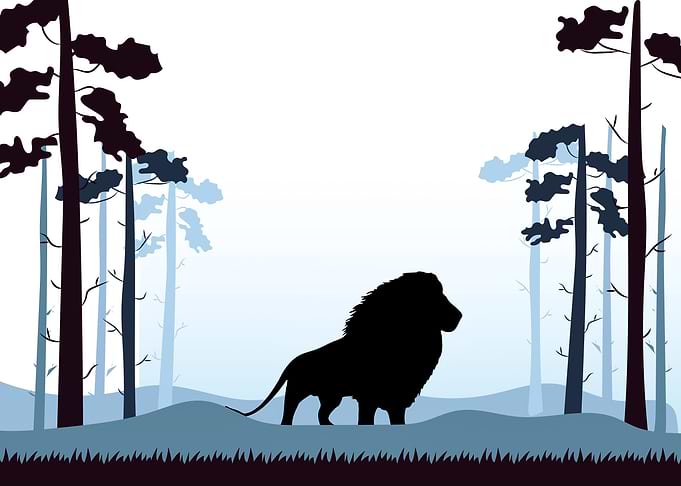 Lion Cute Animal