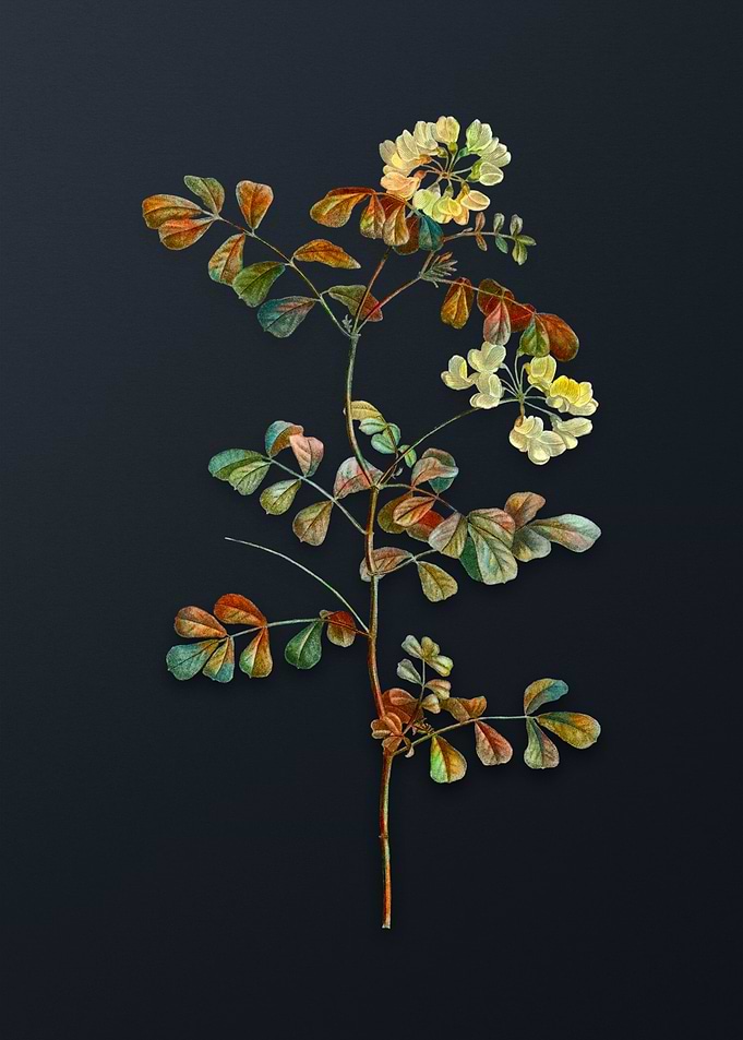 Scorpion Vetch Plant
