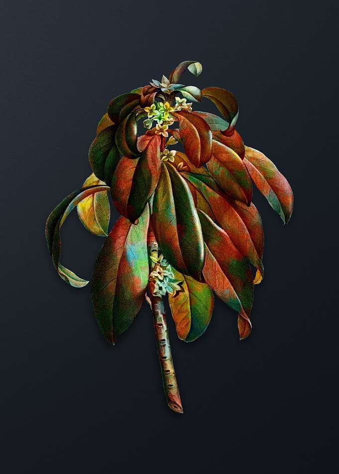 Spurge Laurel Weeds Flower