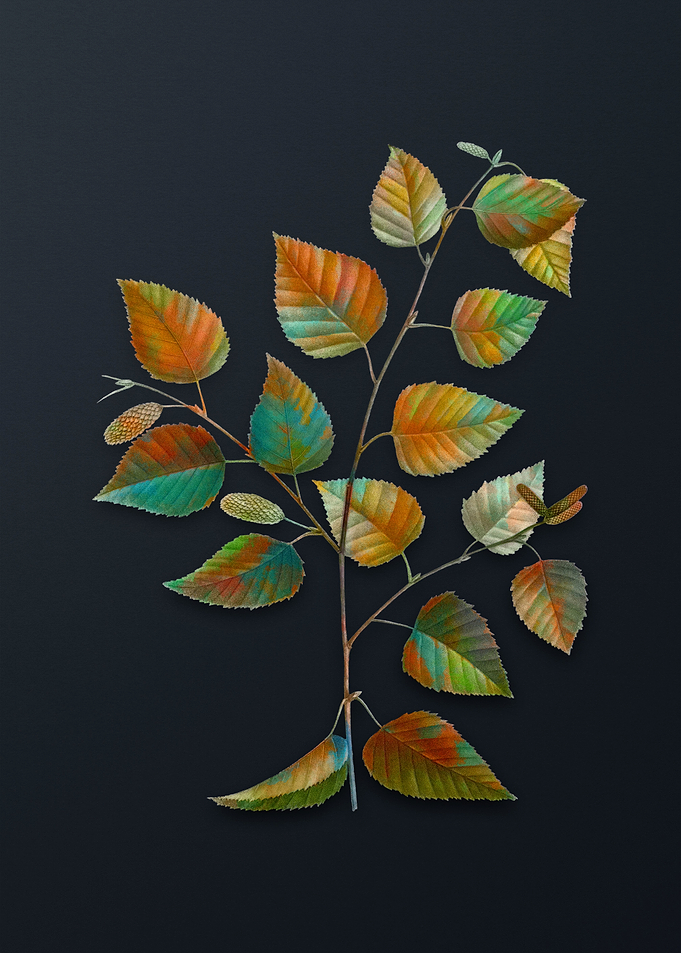 Vintage Paper Birch Flower