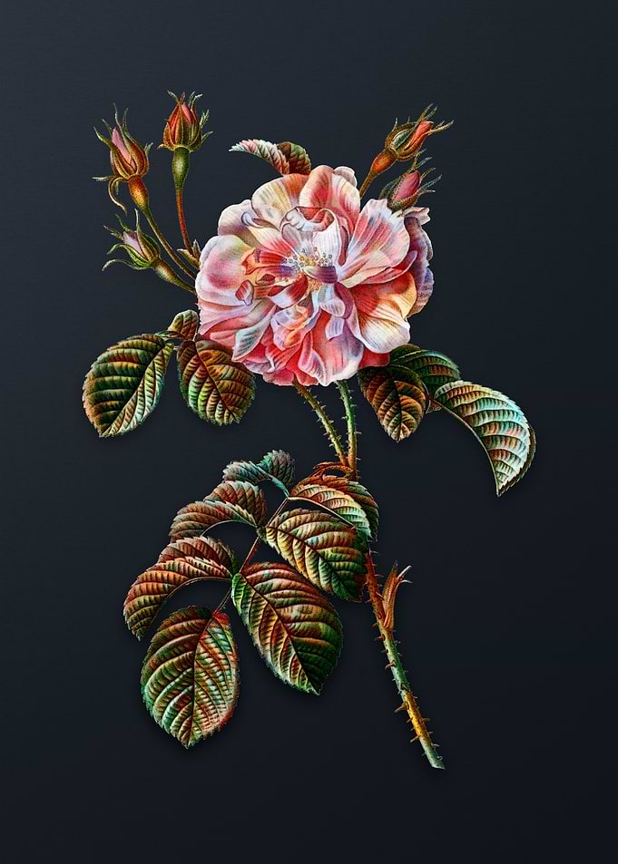 Vintage Pink Wild Rose