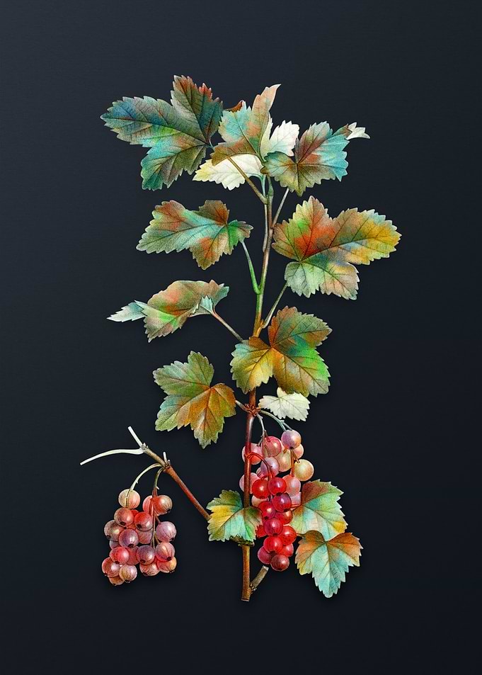 Vintage Redcurrant Plant