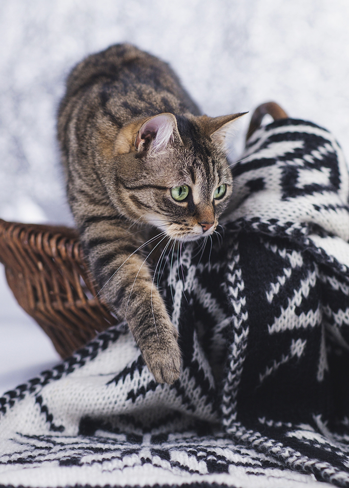 Cat Cats Feline Kitty