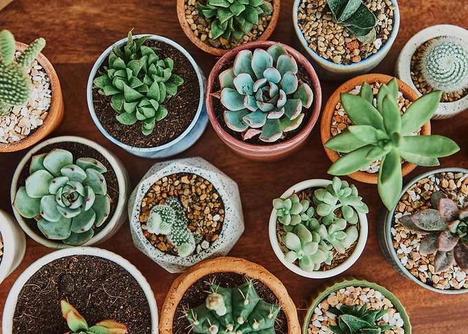 cacti and succulents