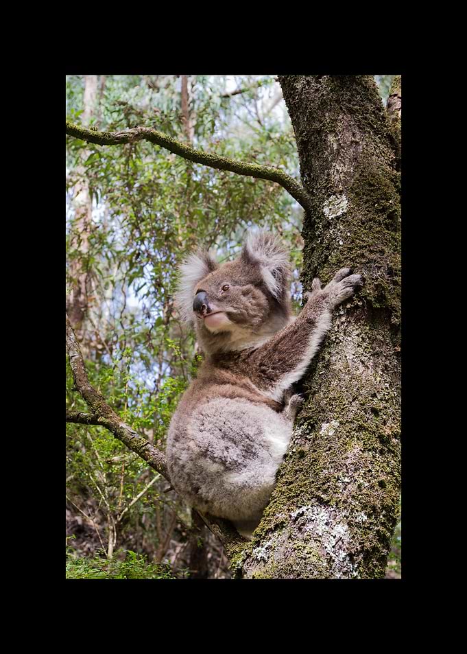 Koala
