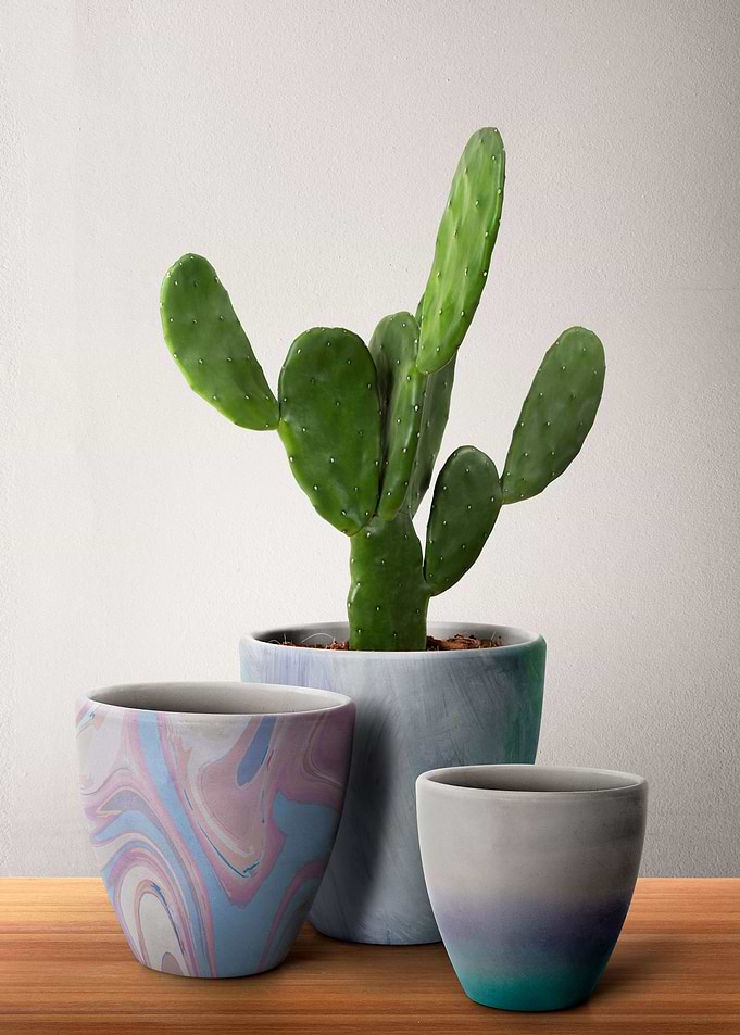 Cereus cactus