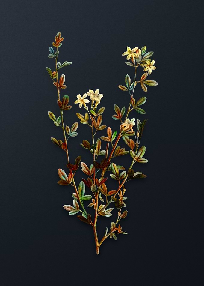 Yellow Jasmine Flowers