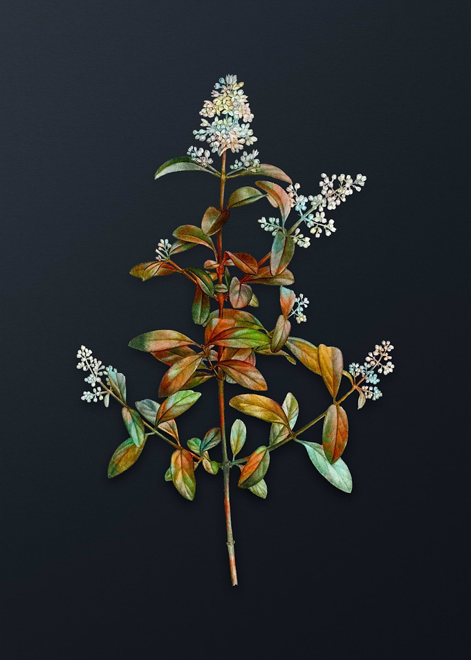 Vintage Wild Privet Flower